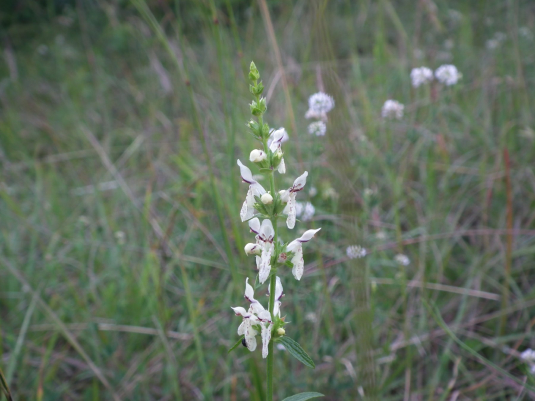 Stachys recta